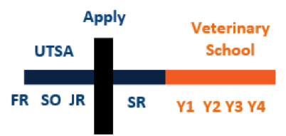 veterinary school application timeline