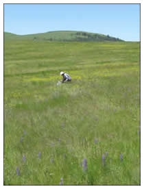 Collecting data to understand effects of weed invasions at Zumwalt Prairie Preserve in northeastern Oregon.