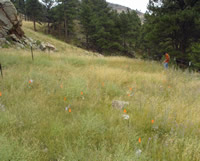 Experimental meadow where biological control insects into an infestation of spotted knapweed.