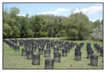 Study sites, where spotted knapweed plants were subjected to several levels of herbivory by insects, and plant competition.