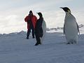 kathleen&penguins