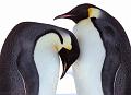 penguin_love-small