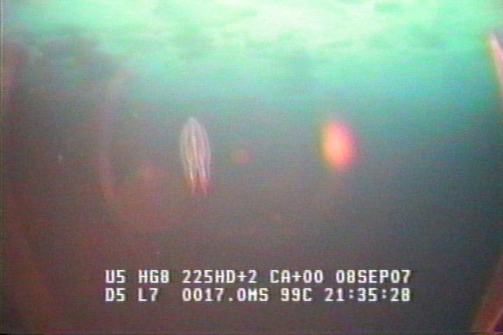 ROV1-070908_21830.jpg