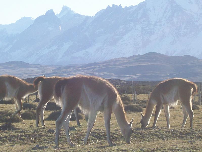 guanacos.jpg