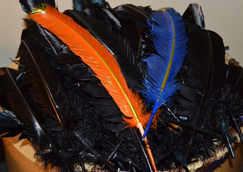 Roadrunner feathers