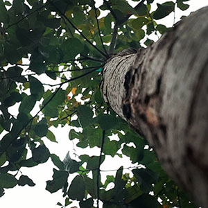 looking up at a tree