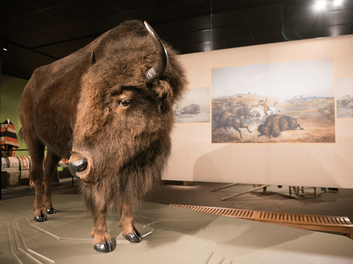bison specimen
