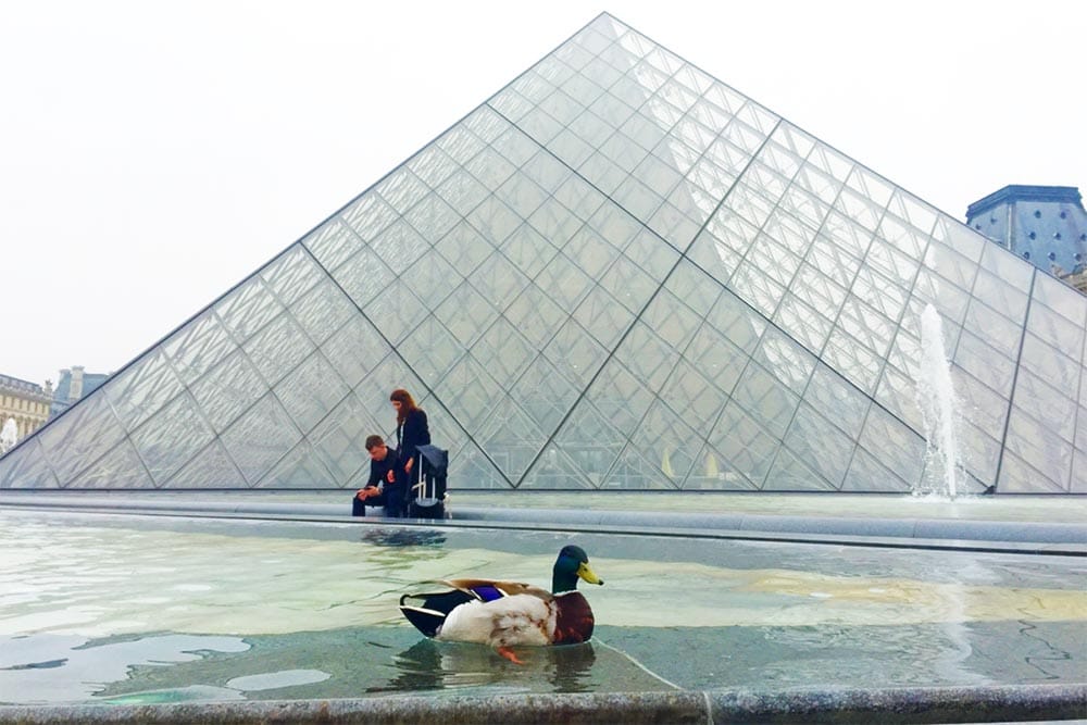 A wild duck takes a dip in the fountain pools on the grounds of the Louvre in Paris, France.