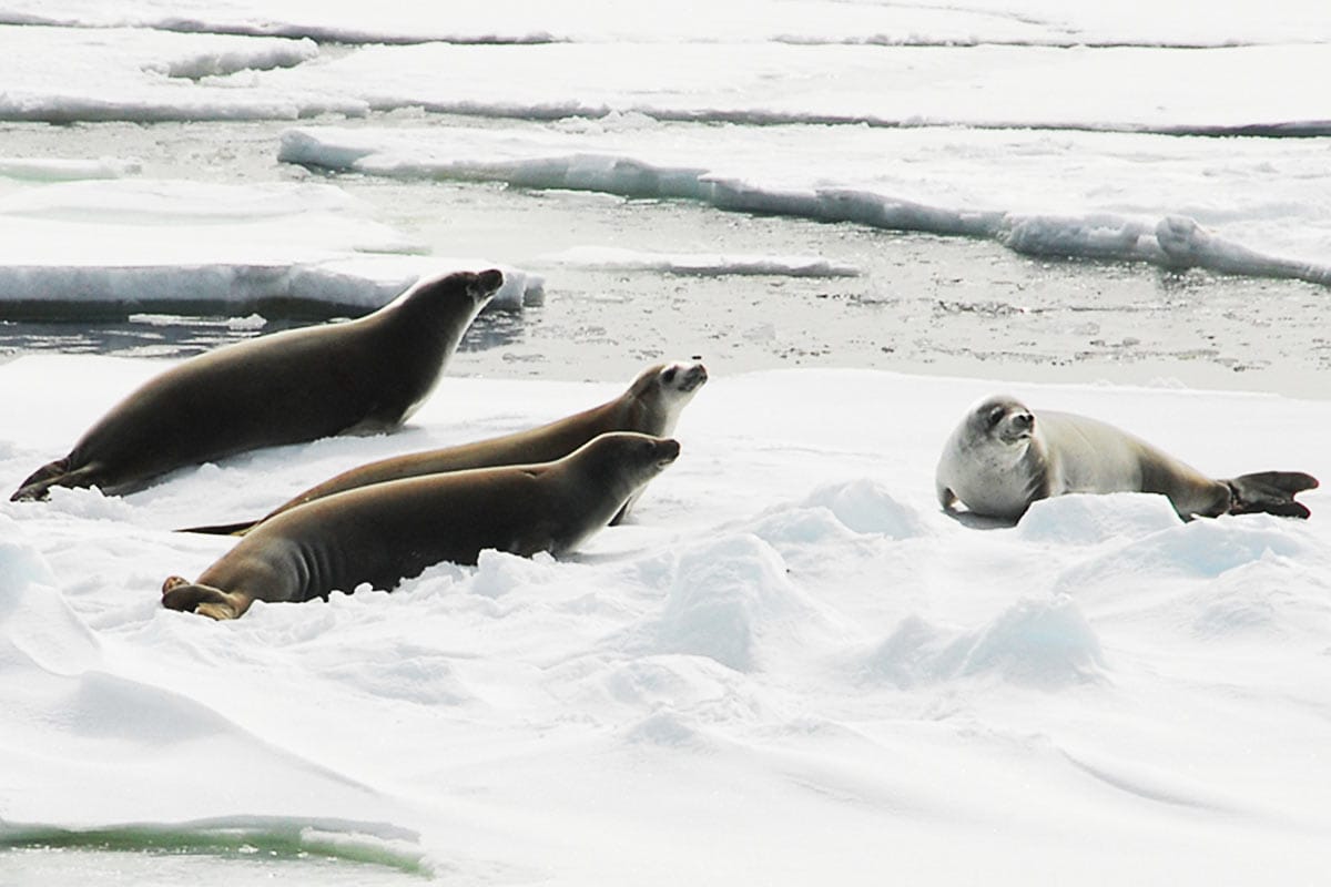 Crabeater seals bask on an ice floe in Antarctica.