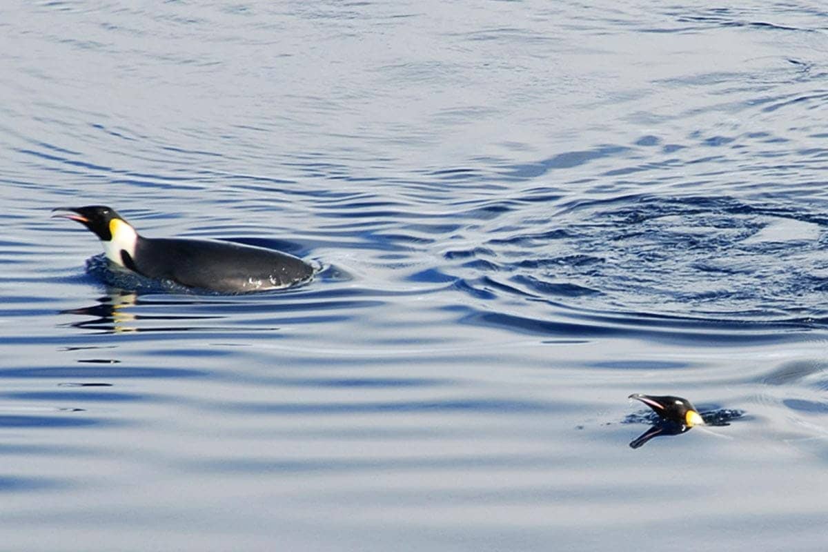 Emporer penguins swim off the coast of Antarctica.