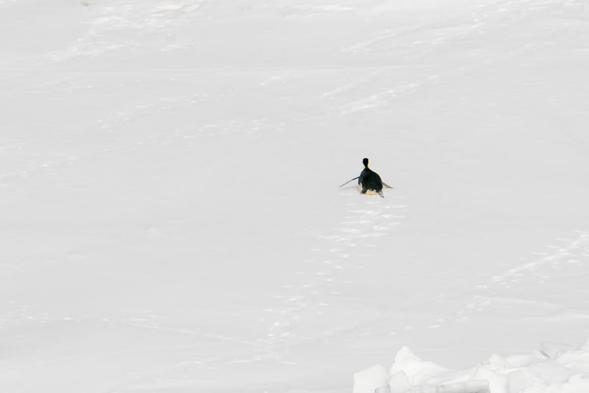 An emperor penguin slides itself along the ice in Antarctica.