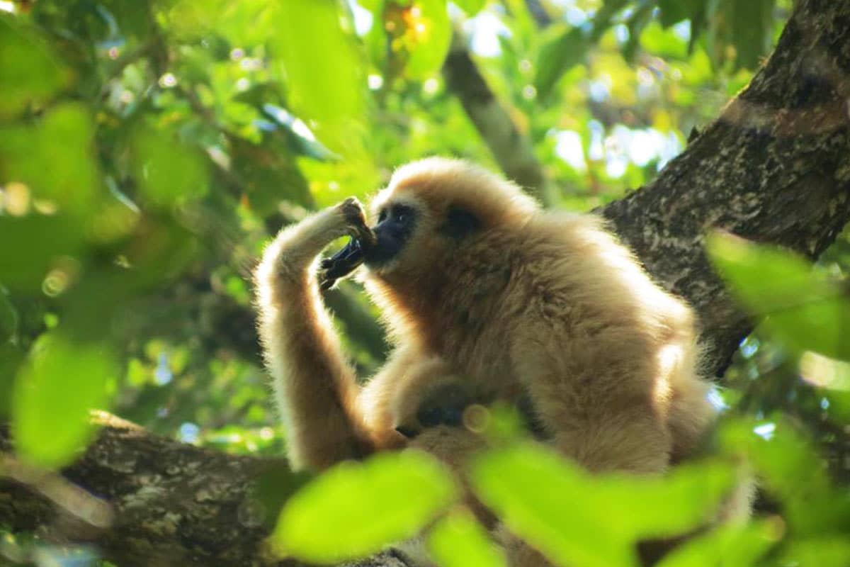 A gibbon foraging on berries in a Thailand forest.