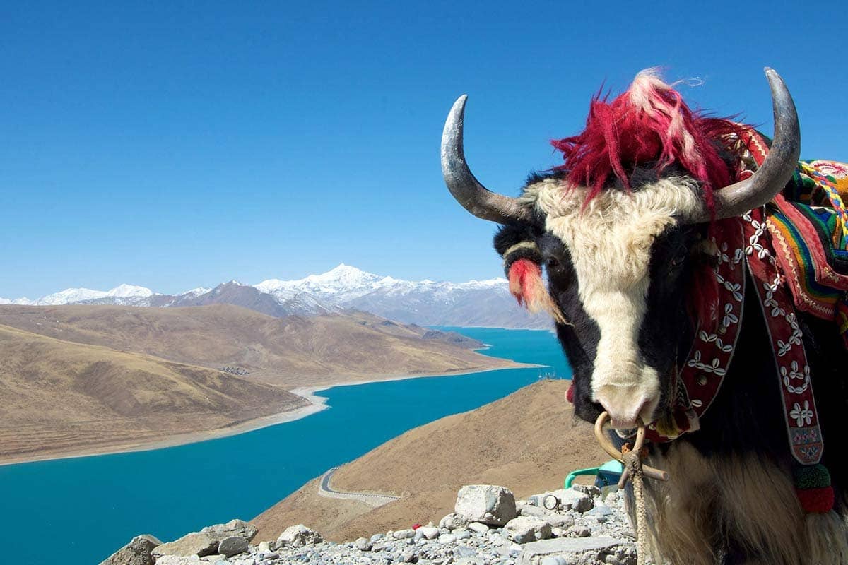 A yak in the mountains of Tibet.