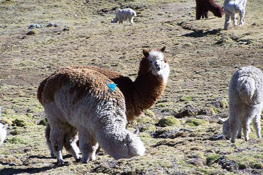 A herd of alpaca grazes in the Charazani Valley, Bolivia.