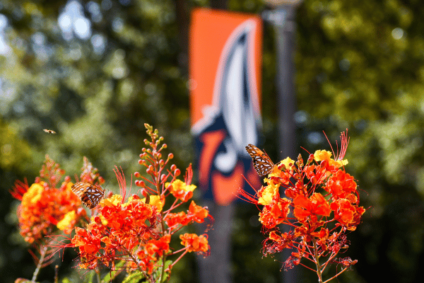 butterfly on an orange flowers in front of a roadrunner head banner