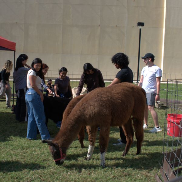 Llamas standing in the forefront and students behind them petting other animals.