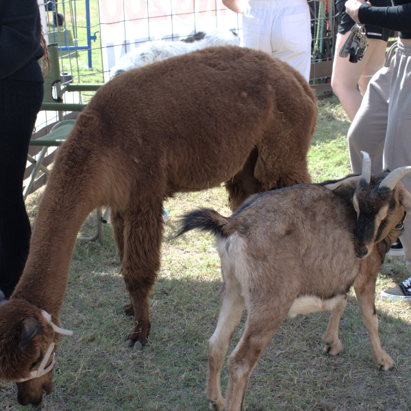 A mixed color goat in front of a brown llama and students standing around on the lawn. 