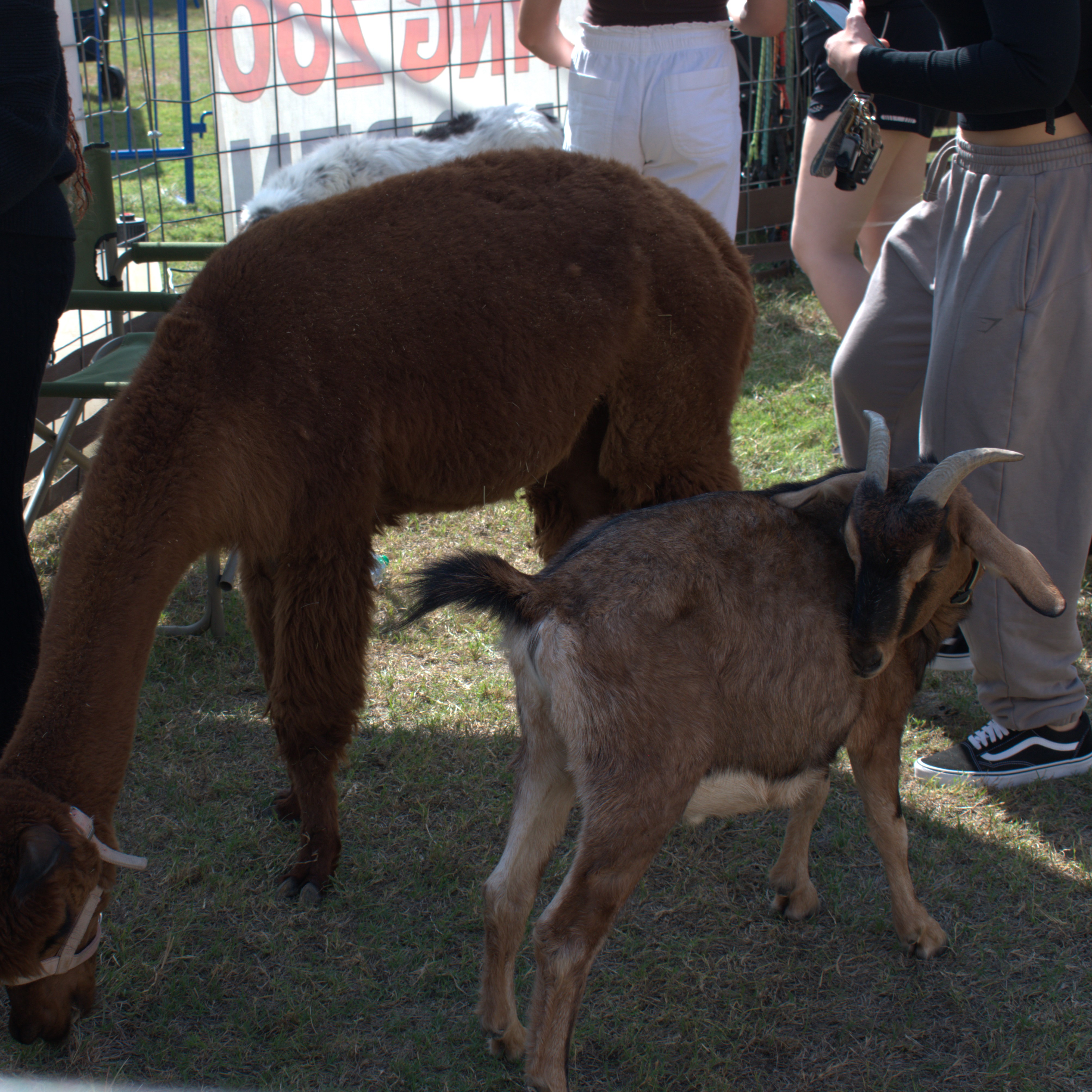 A mixed color goat in front of a brwon llama and students standing around on the lawn.