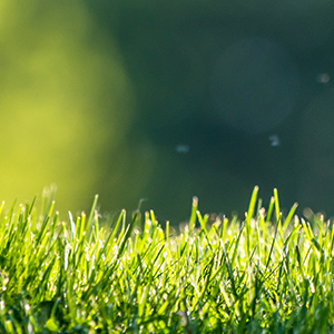 Closeup of green grass on a sunny day.