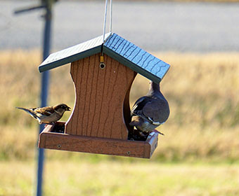 UTSA seeks citizens to monitor backyard birds