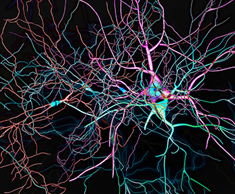 UTSA uncovers the disconnect between the brain’s dopamine and cocaine addiction