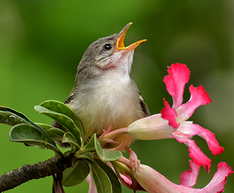 UTSA research shows a bird’s practice really makes perfect