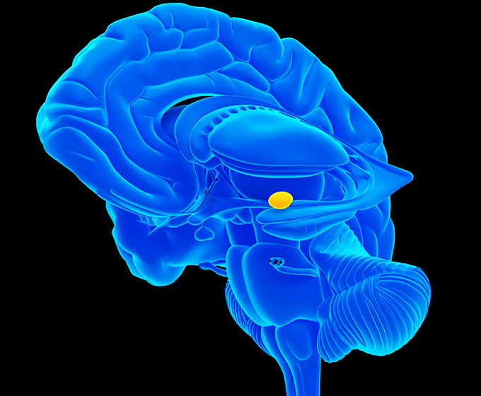 UTSA researchers discover new pathways in brain’s amygdala