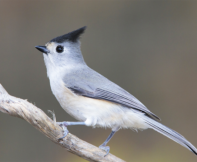 Researchers seed success with backyard birds and culturally responsive schooling