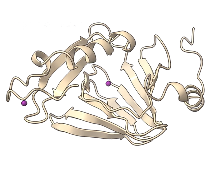 Chemistry experts discover how key enzyme in amino acid metabolism works