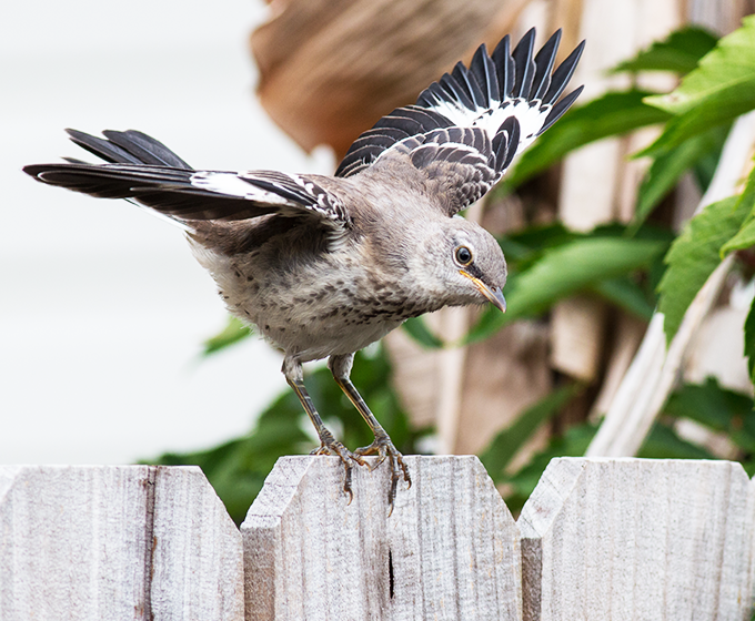 Research to study effects of wild bird feeding in San Antonio