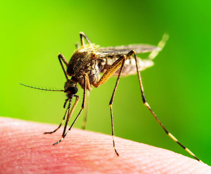 UTSA, SwRI grant to fund work to reduce cost of malaria treatment