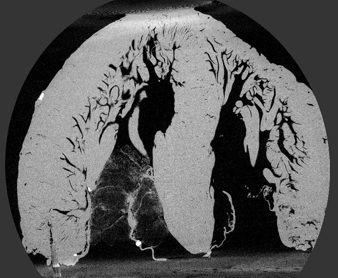 UTSA, SwRI engineers to create computer model of inner heart structures