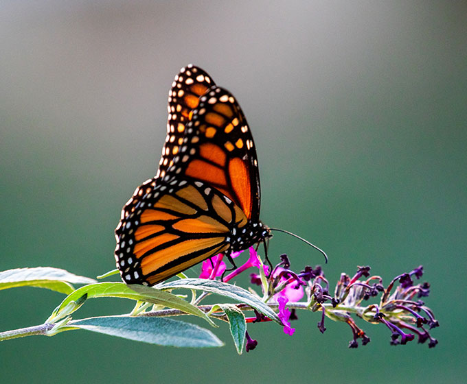 UTSA advances monarch butterfly conservation with partners across Texas