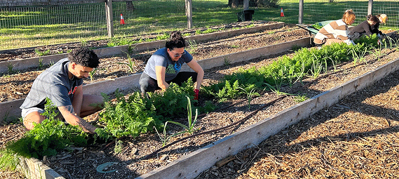 UTSA community garden offers sustainability, life skills