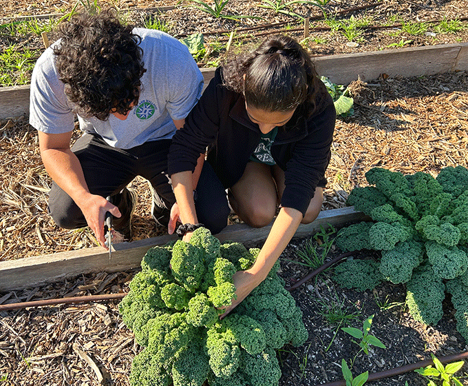 UTSA community garden offers sustainability, life skills