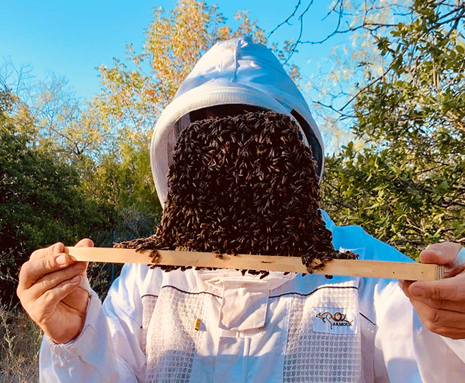 UTSA professor reveals buzz on bee behavior during eclipses