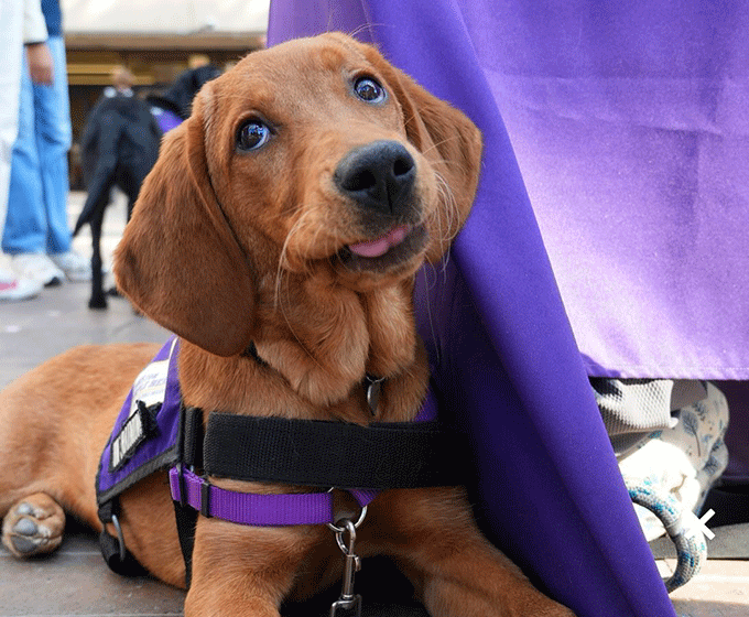 UTSA partners with Paws for Purple Hearts to serve the dogs that support our veterans