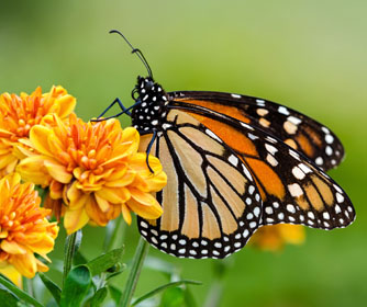 monarch research and preservation