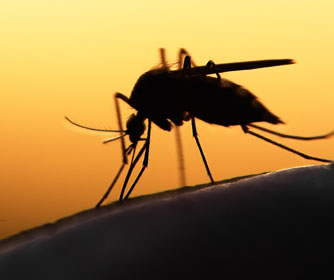 UTSA researcher receives $670,000 grant to fight malaria