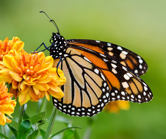 UTSA recognized as Certified Wildlife Habitat by the National Wildlife Federation